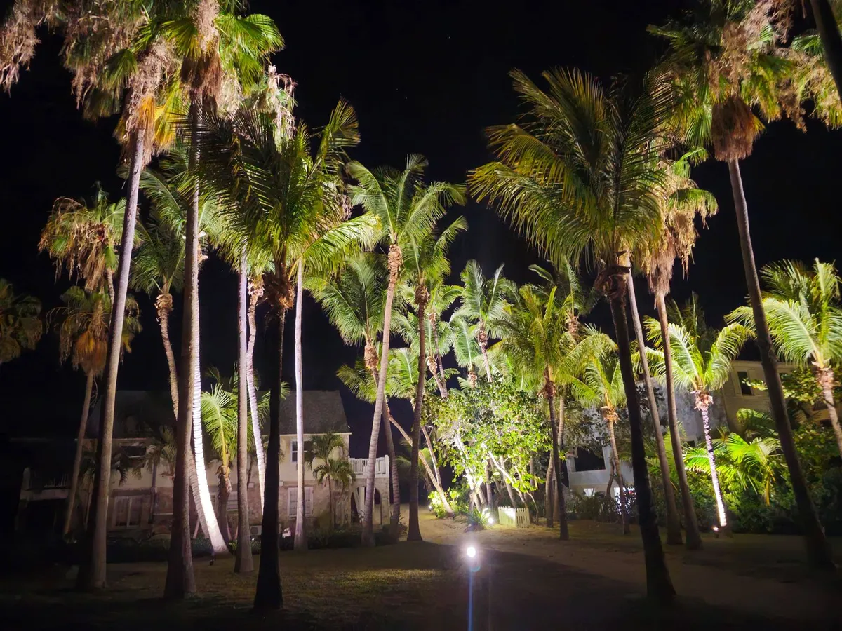 Palm trees illuminated with landscape uplighting at night